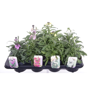 Erysimum linifolium mix