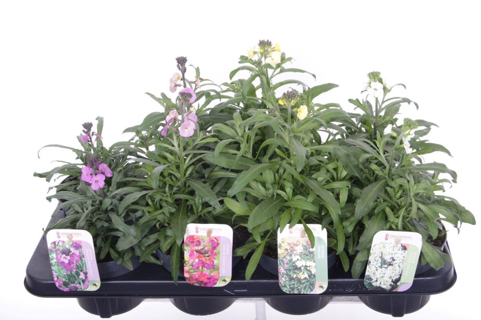 <h4>Erysimum linifolium mix</h4>