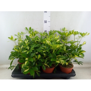 Schefflera arbor. 'Gerda'