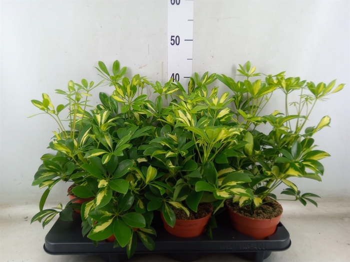 <h4>Schefflera arbor. 'Gerda'</h4>
