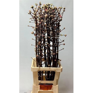 VIBUR BODN CH LAMONT