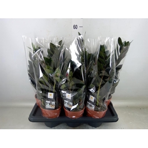 Zamioculcas zamiifolia 'Dowon'