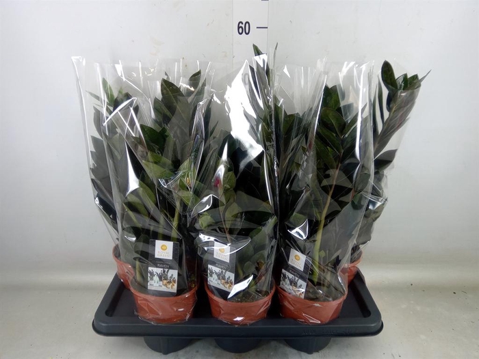 <h4>Zamioculcas zamiifolia 'Dowon'</h4>
