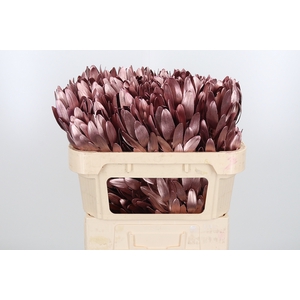 Leucod Kl Bh Rose Goud