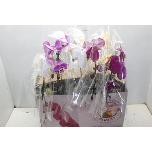 PHALAENOPSIS CASCATA ESPECIAL P15 MIN 8 FLS