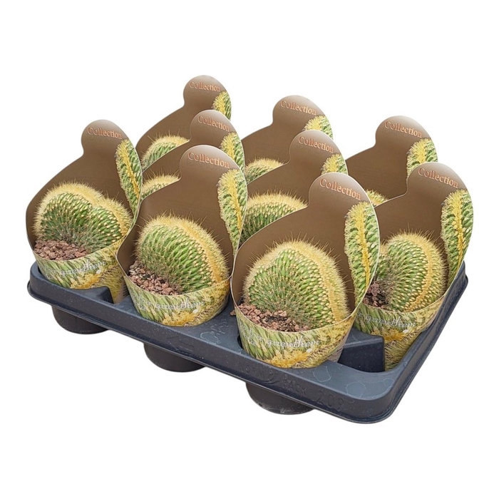 <h4>CACTUS OV</h4>