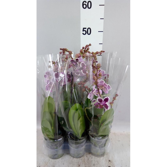 <h4>Phalaenopsis multi.   ...</h4>