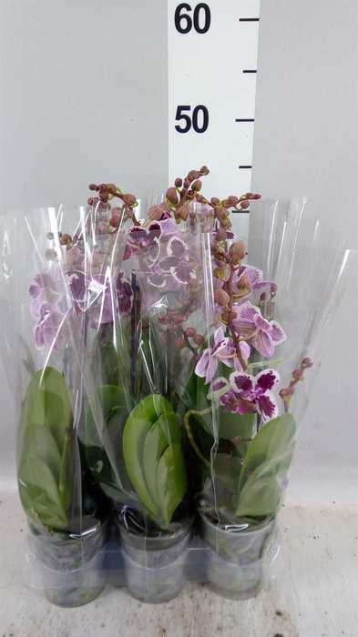 Phalaenopsis multi.   ...