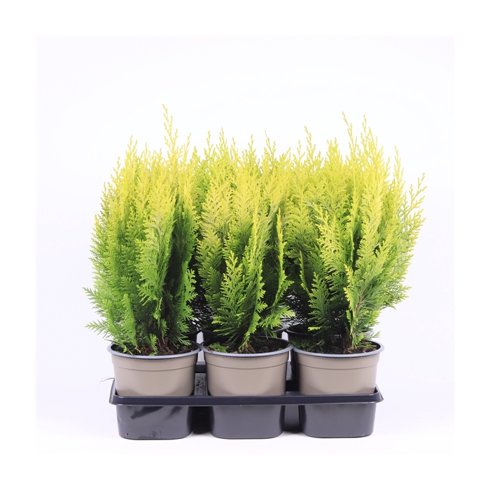 <h4>Chamaecyparis lawsoniana 'Ivonne'</h4>