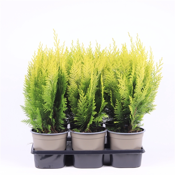 <h4>Chamaecyparis lawsoniana 'Ivonne'</h4>