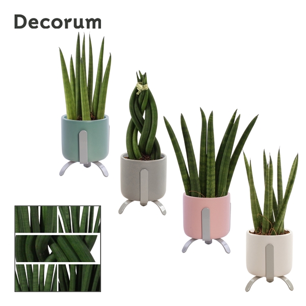 <h4>Sansevieria Cylindrica 6 cm mix in Luca (Dream Spirit-collect.)</h4>