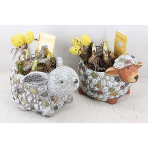 arr4 Narcis MB - Ker. dieren mix 999/6