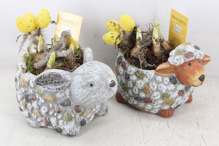 <h4>arr4 Narcis MB - Ker. dieren mix 999/6</h4>