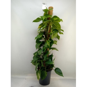 Epipremnum pinn.   ...moss stick