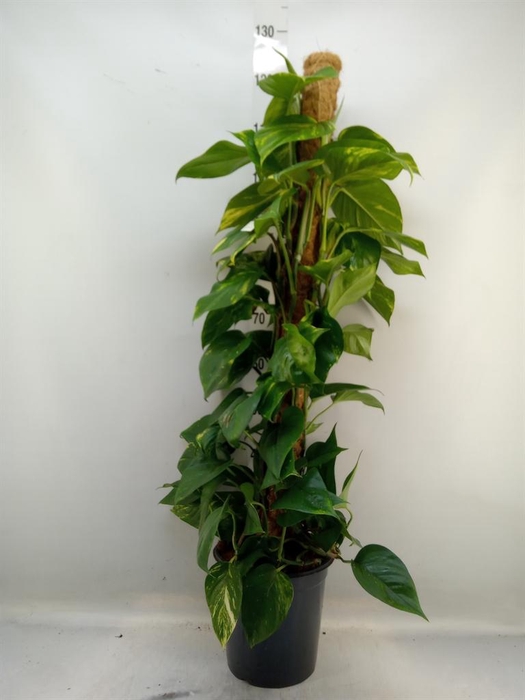 <h4>Epipremnum pinn.   ...moss stick</h4>