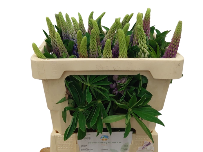 <h4>LUPINUS</h4>