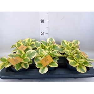 Peperomia obt. 'Obtipan Bicolor'