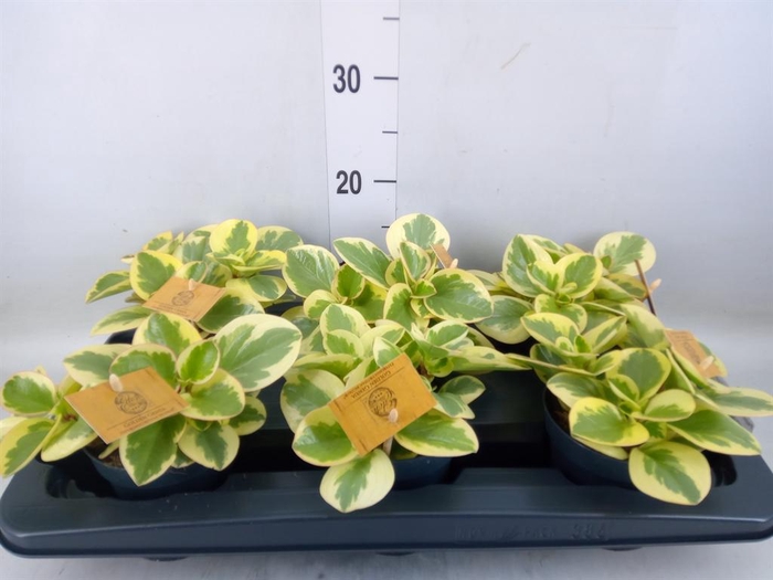 <h4>Peperomia obt. 'Obtipan Bicolor'</h4>