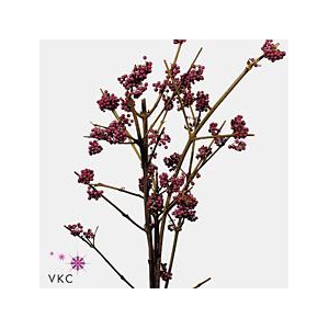 Callicarpa giraldii