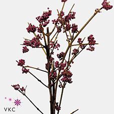 <h4>Callicarpa giraldii</h4>
