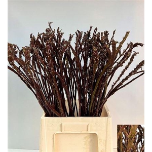 Salix Sekka Bandwilg