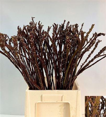 <h4>Salix Sekka Bandwilg</h4>
