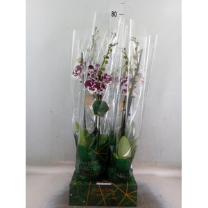 Phalaenopsis   ...