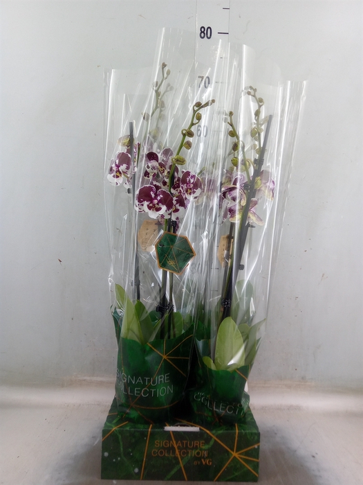 <h4>Phalaenopsis   ...</h4>