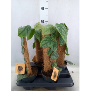 Monstera dubia    ...juveniel