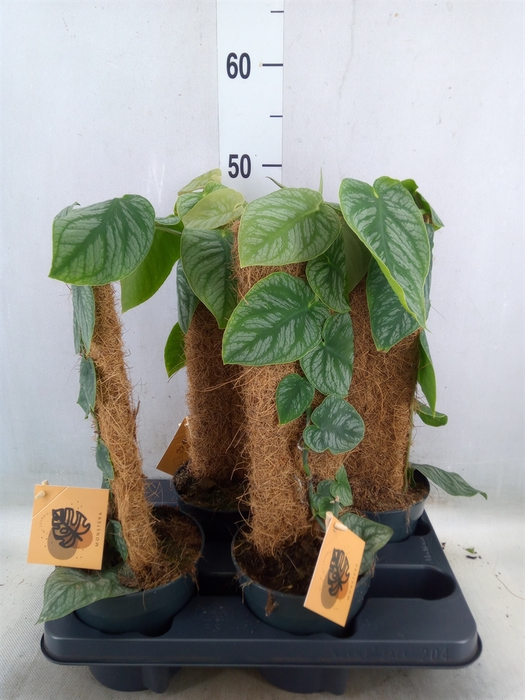 <h4>Monstera dubia    ...juveniel</h4>