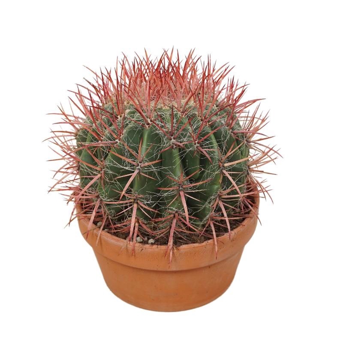 <h4>Ferocactus pilosus terra cotta stainesii, 0412FST</h4>