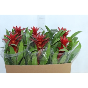 GUZMANIA VERMELHA P14