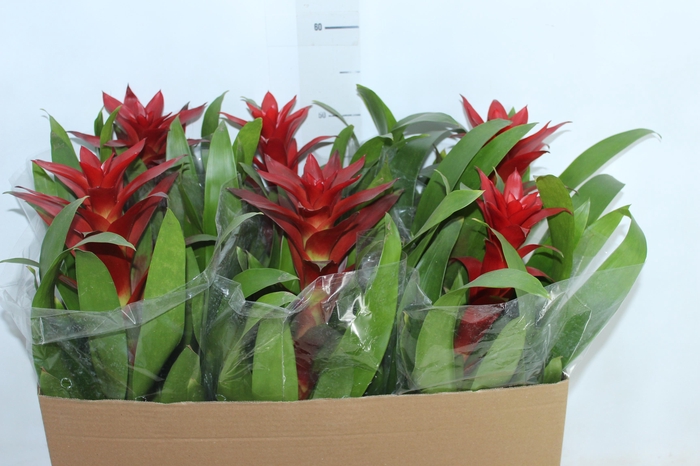 <h4>GUZMANIA VERMELHA P14</h4>
