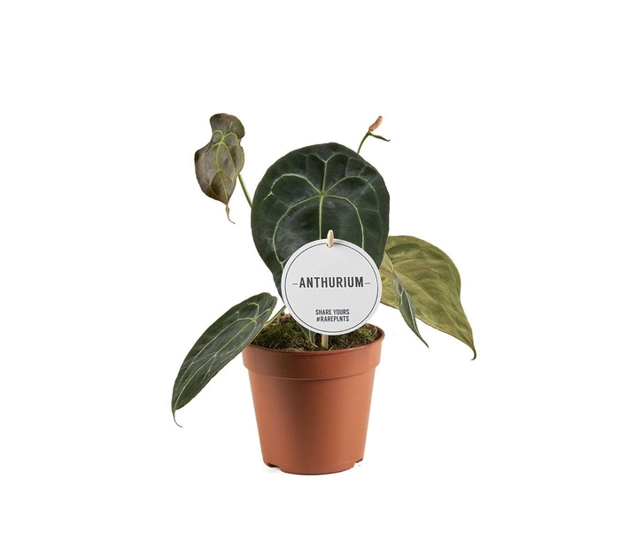 <h4>Anthurium Forgetti</h4>