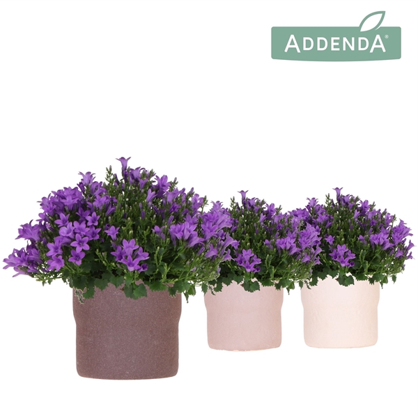 <h4>Campanula Addenda Ambella Intense purple in Rustic pot mix</h4>