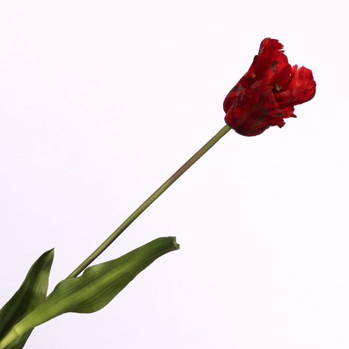 <h4>Tulip Parrot Red FL440259RED</h4>