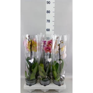 Phalaenopsis   ...mix