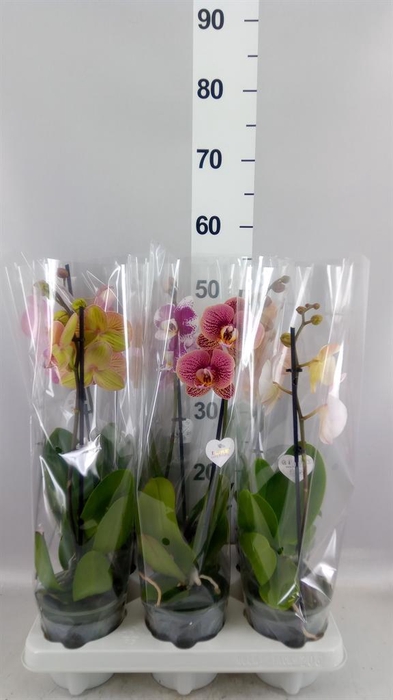 <h4>Phalaenopsis   ...mix</h4>