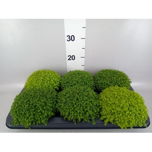 Soleirolia soleirolii   ...mix 2