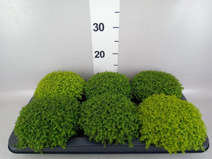 <h4>Soleirolia soleirolii   ...mix 2</h4>