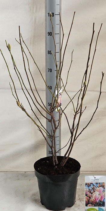 <h4>MAGN SOULANGEANA</h4>