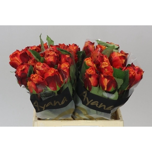 Rosa Gr Atomic
