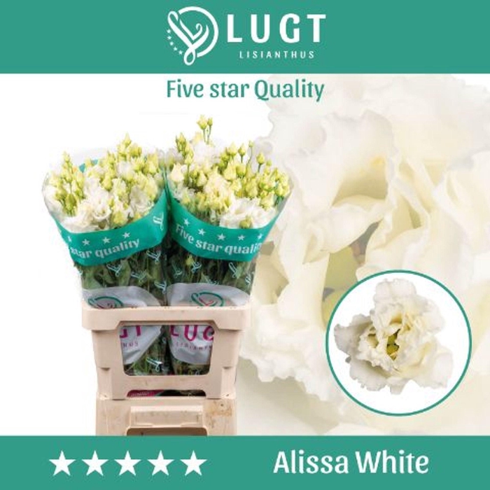 <h4>EUSTOMA RUSS. DU 'ALISSA WHITE'</h4>