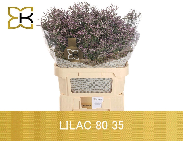 <h4>LIMONIUM SAFORA LILAC LIM SAF LILAC</h4>