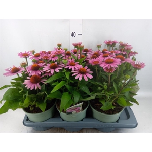 Echinacea purp.