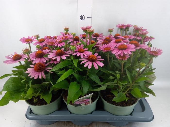 Echinacea purp.
