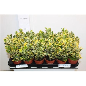 Euonymus Ja Aureomar