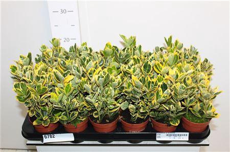 <h4>Euonymus Ja Aureomar</h4>