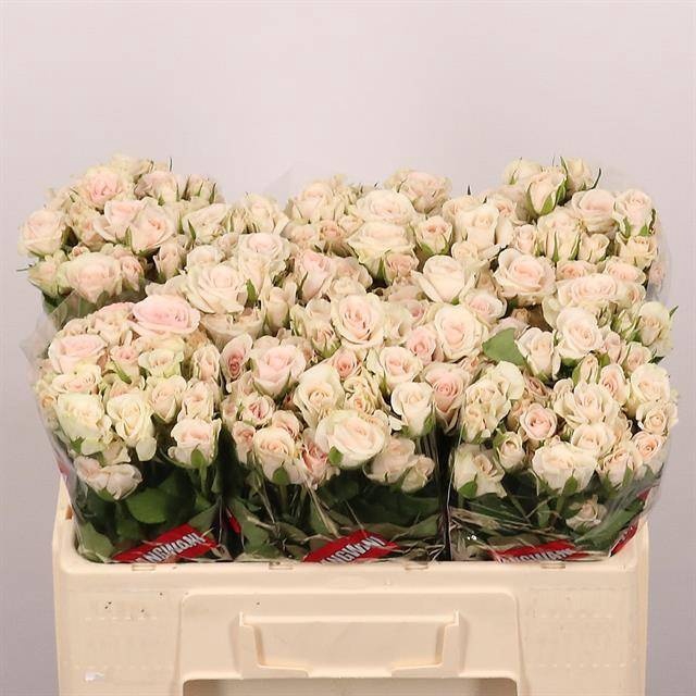 <h4>R TR ROYAL PORCELINA</h4>