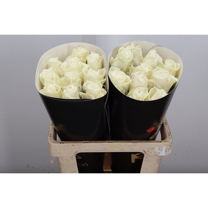 Wax-Rozen Wax Wit w2